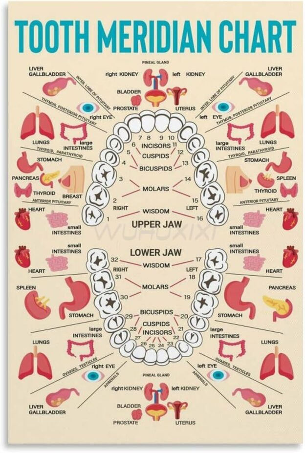Meridian Tooth Chart | The Health Coach